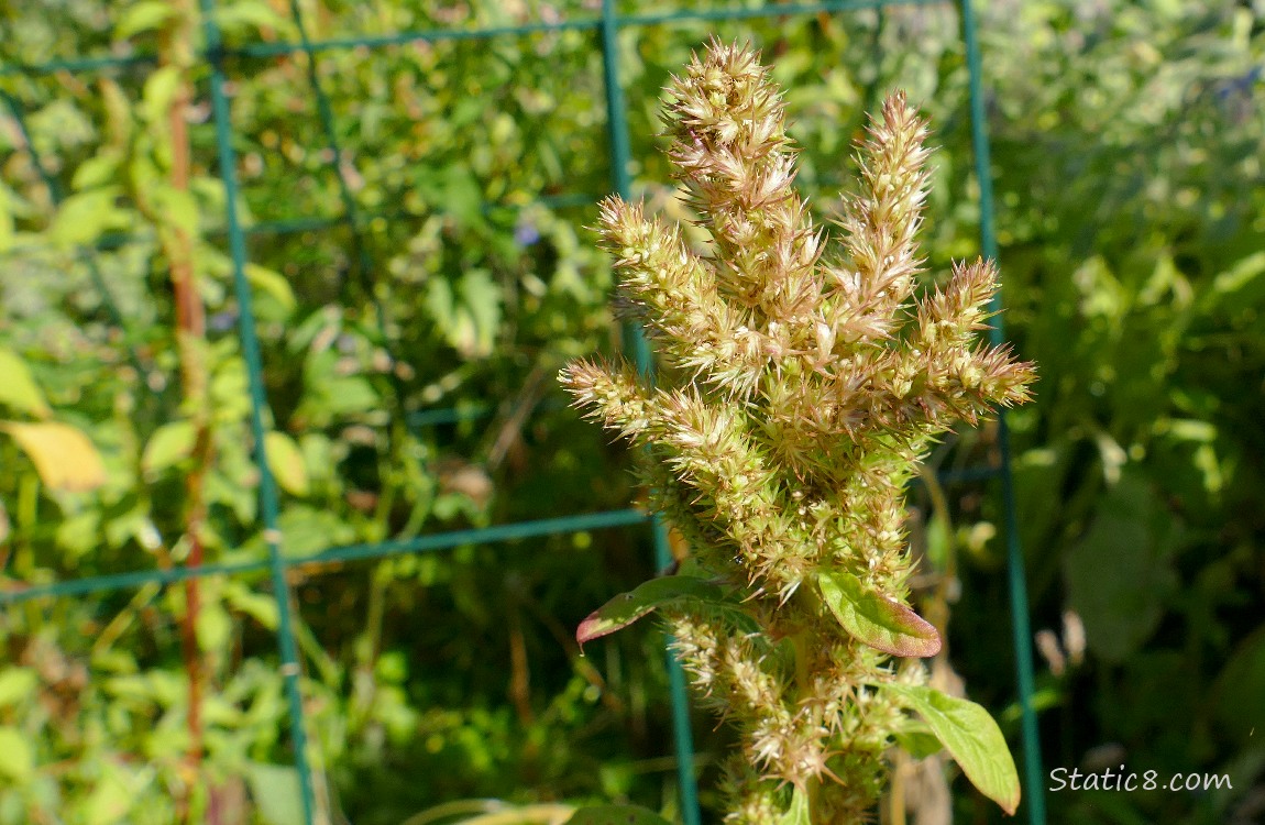 A blooming Amaranth