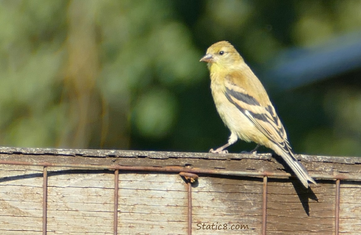 Goldfinch standing on a wood fence