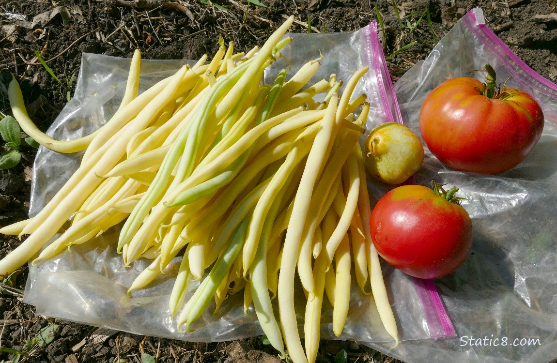 Harvested veggies laying on the ground