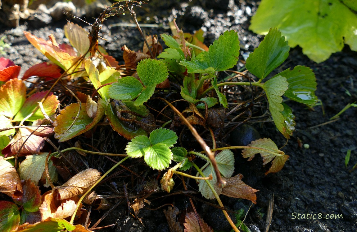 Strawberry plant