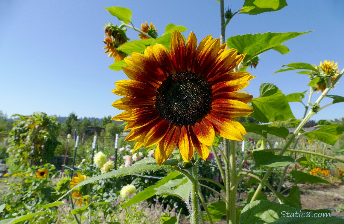 Red and yellow Sunflower bloom