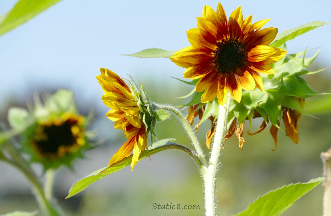 Sunflower blooms