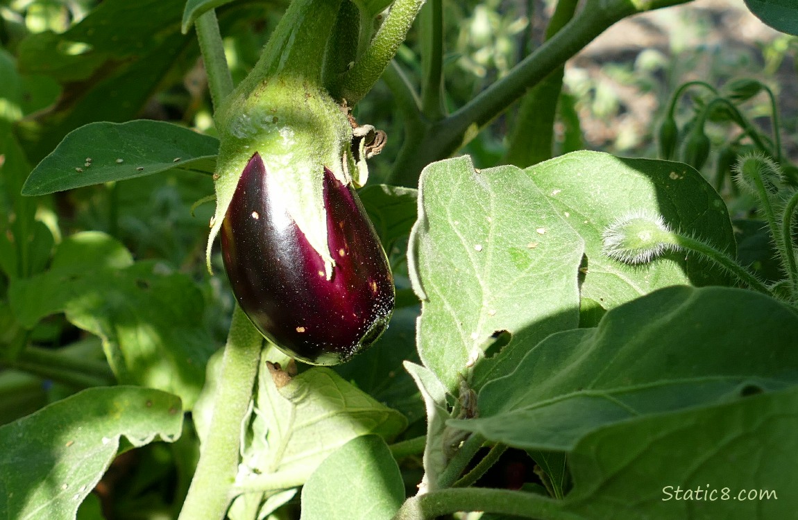 Eggplant growing on the vine