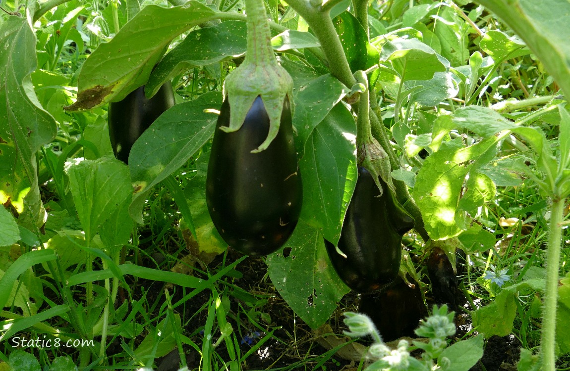 Eggplants growing on the vine