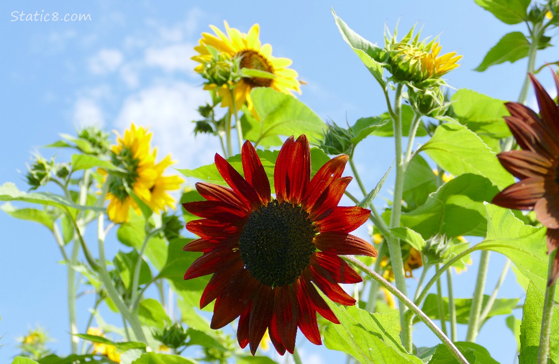 Sunflower blooms in front of a blue sky