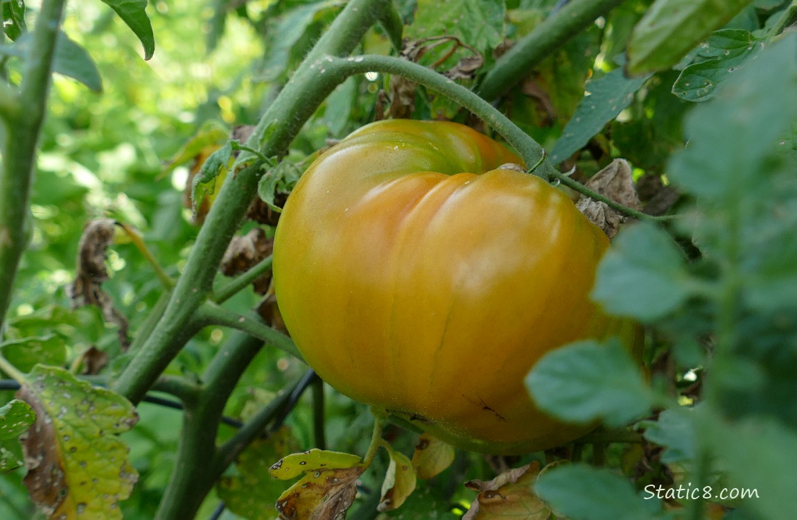 Big tomato ripening on the vine