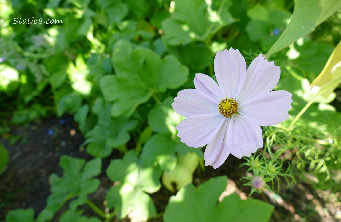 Cosmos bloom