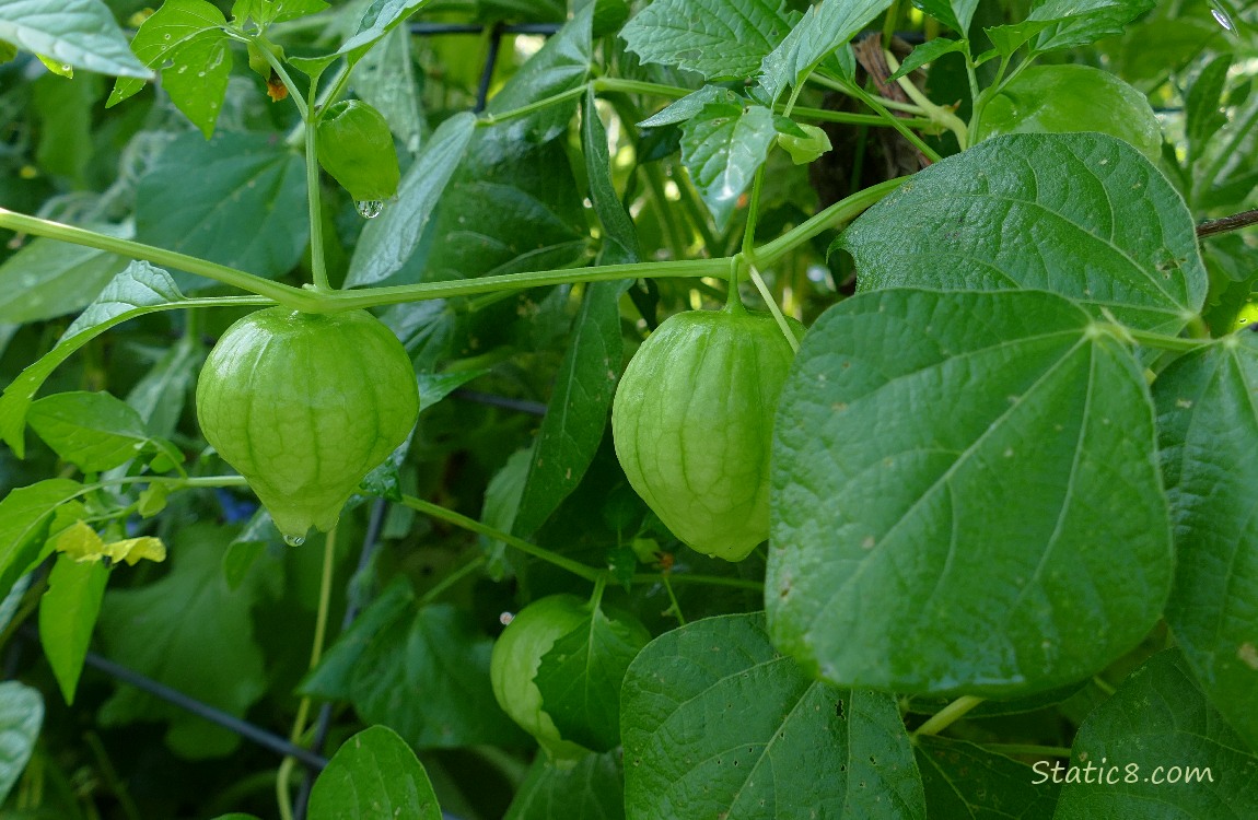 Tomatillo husks on the vine surrounded by bean plant leaves