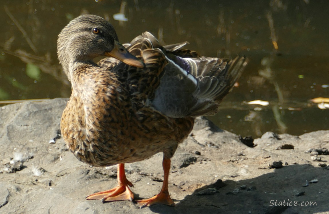 Duck with an injured wing standing on a rock over the water