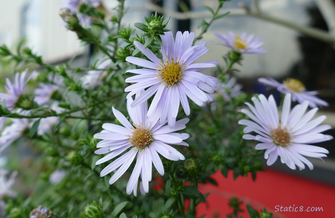 Aster blooms