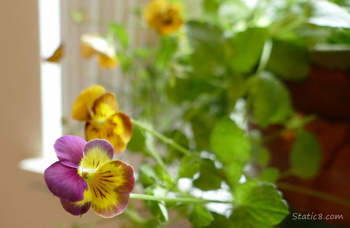 Pansy blooms