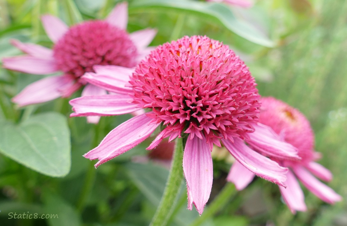 Pink Echinacea blooms