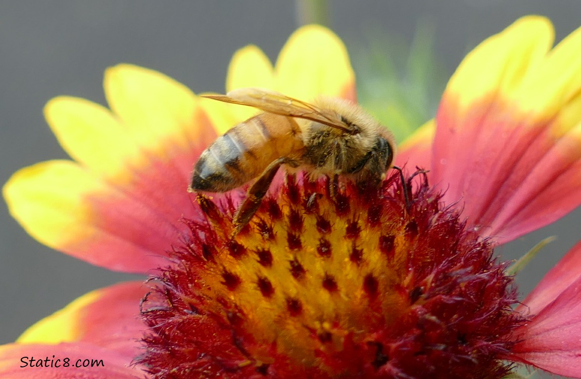 Honey Bee on a yellow and red Echinacea bloom