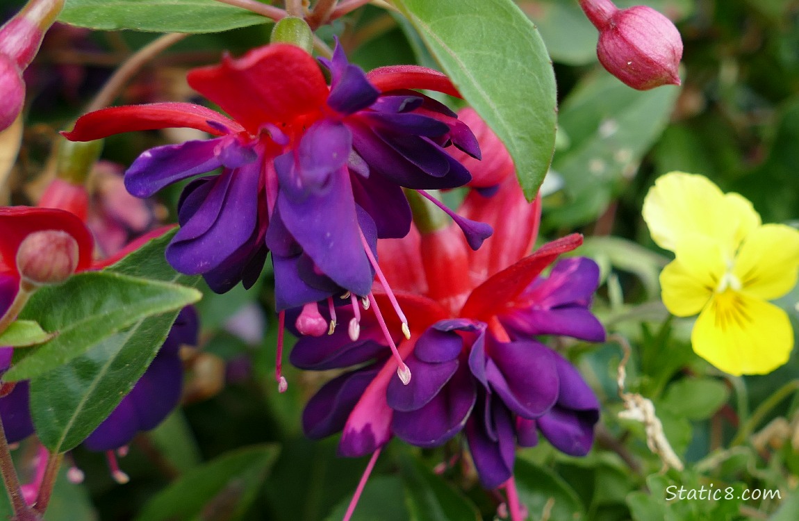 Fuchsia blooms