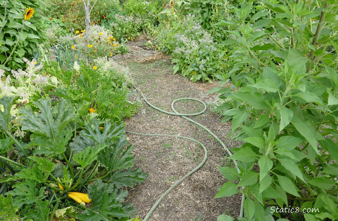 Garden Plot