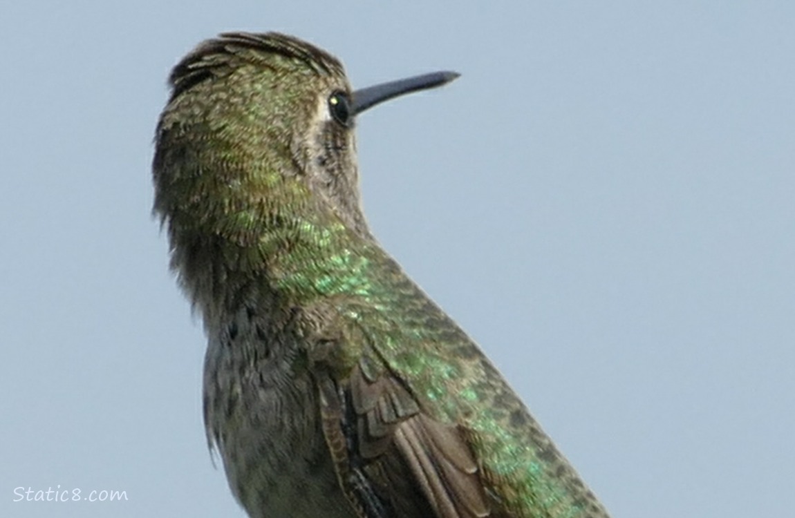 Anna Hummingbird, looking behind