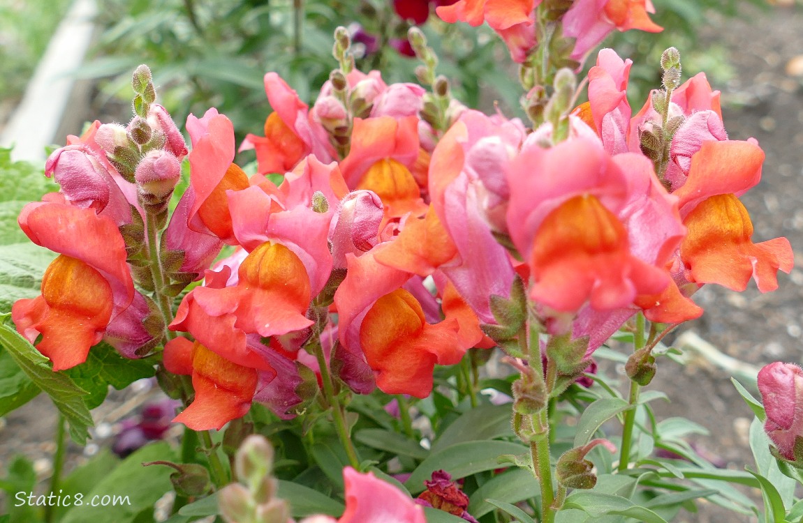 Orange Snapdragon blooms