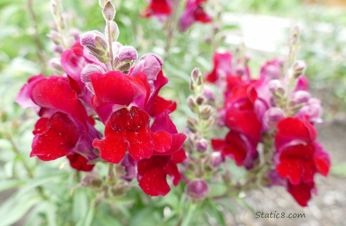 Deep red Snapdragon blooms