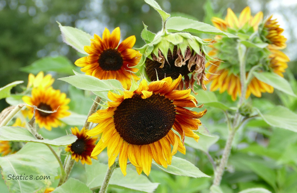 Sunflower blooms