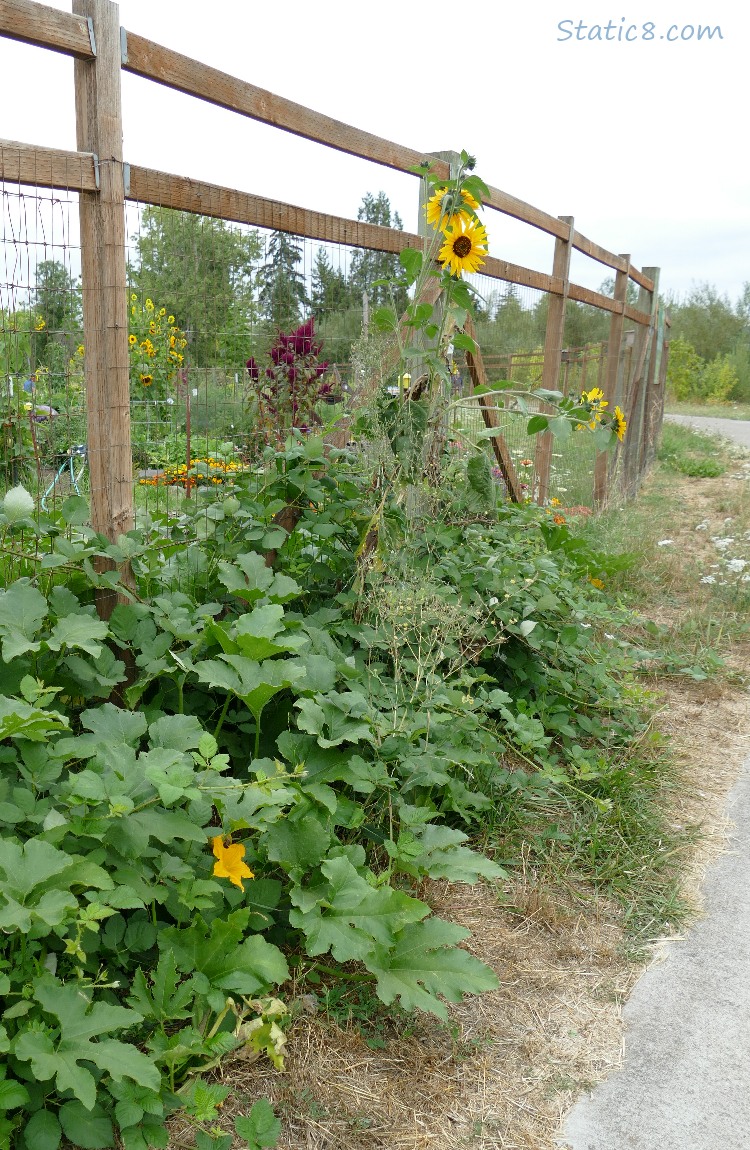 Squash with a flower coming thru a wood and wire fence