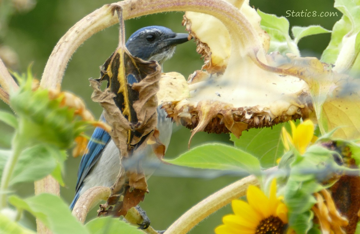 Close up of a Scrub Jay in front of a spent Sunflower bloom