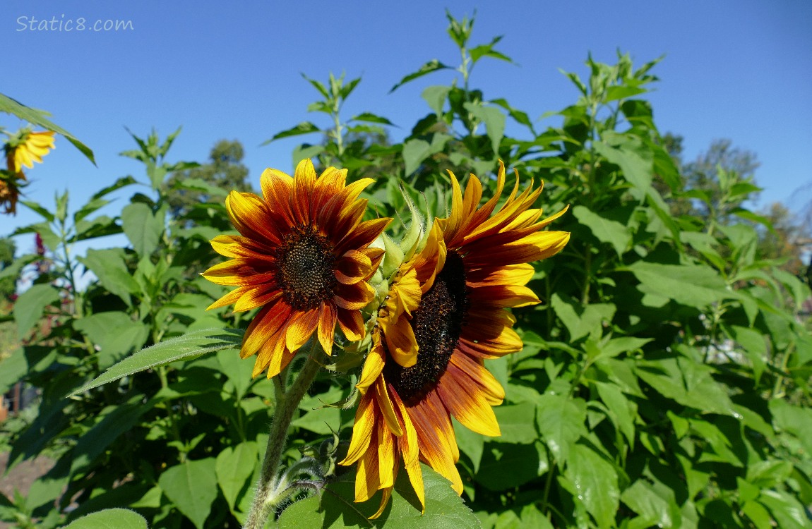 Sunflower in front of a Sunchoke plant