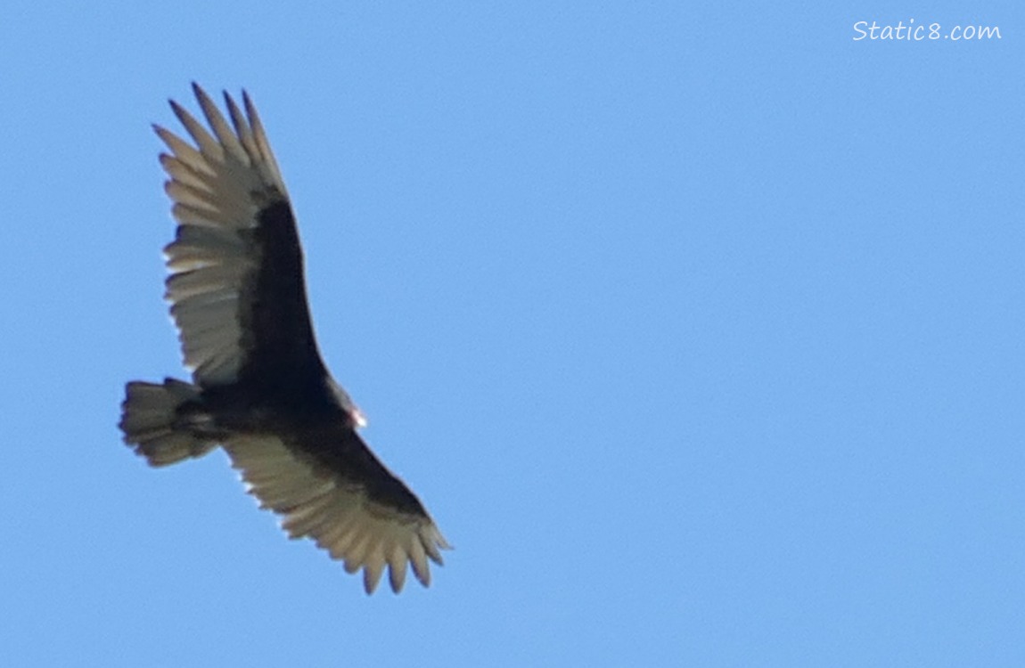 Vulture flying in the sky