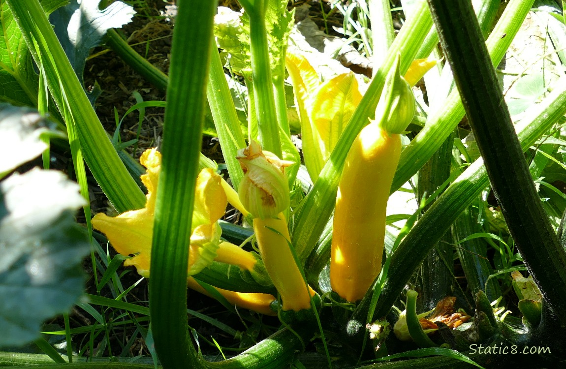 Yellow zucchinis growing on the vine