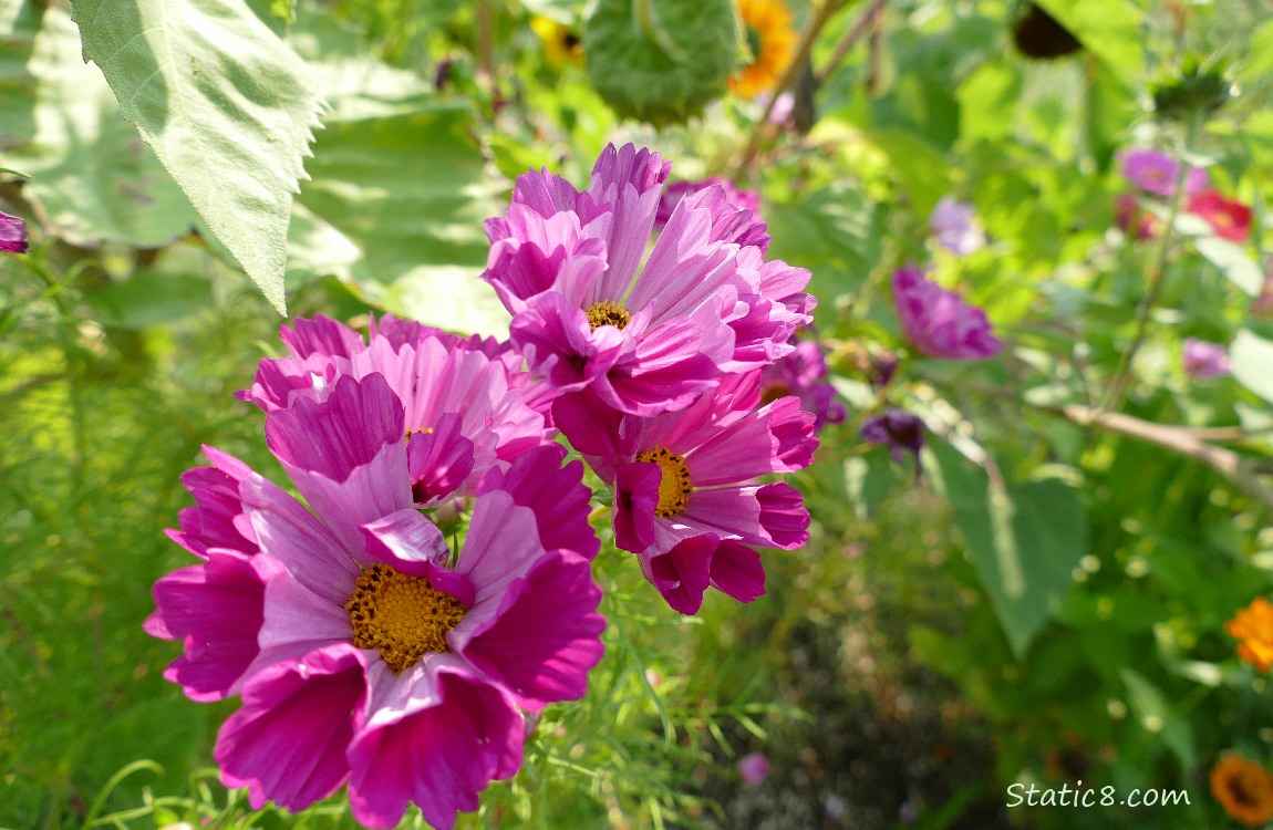 Cosmos blooms