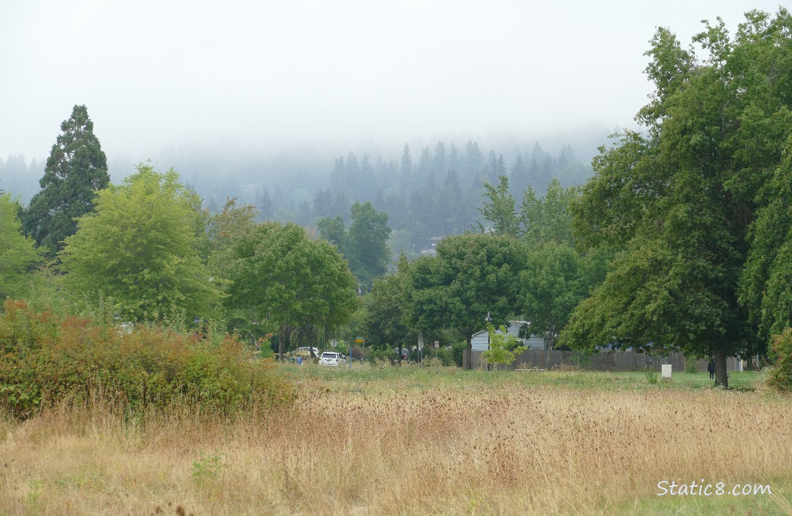 Foggy trees in the distance