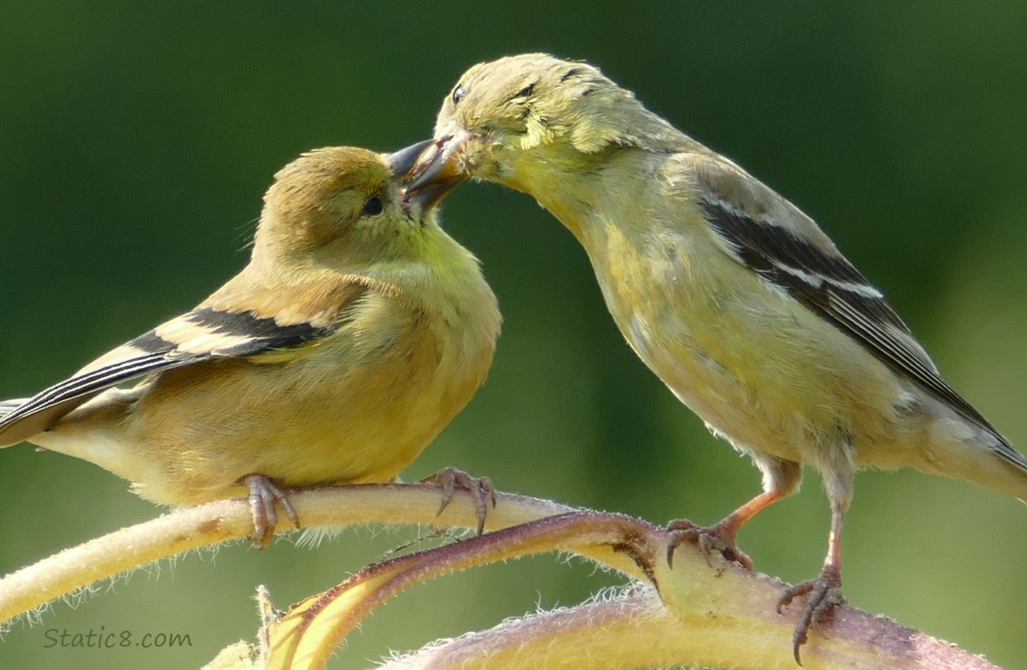 Goldfinch fledgling being fed by a parent