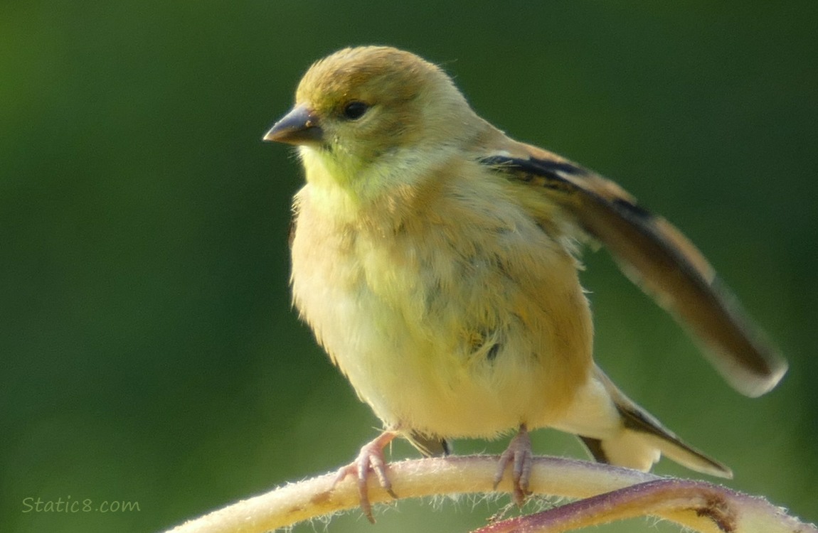 Goldfinch fledgling