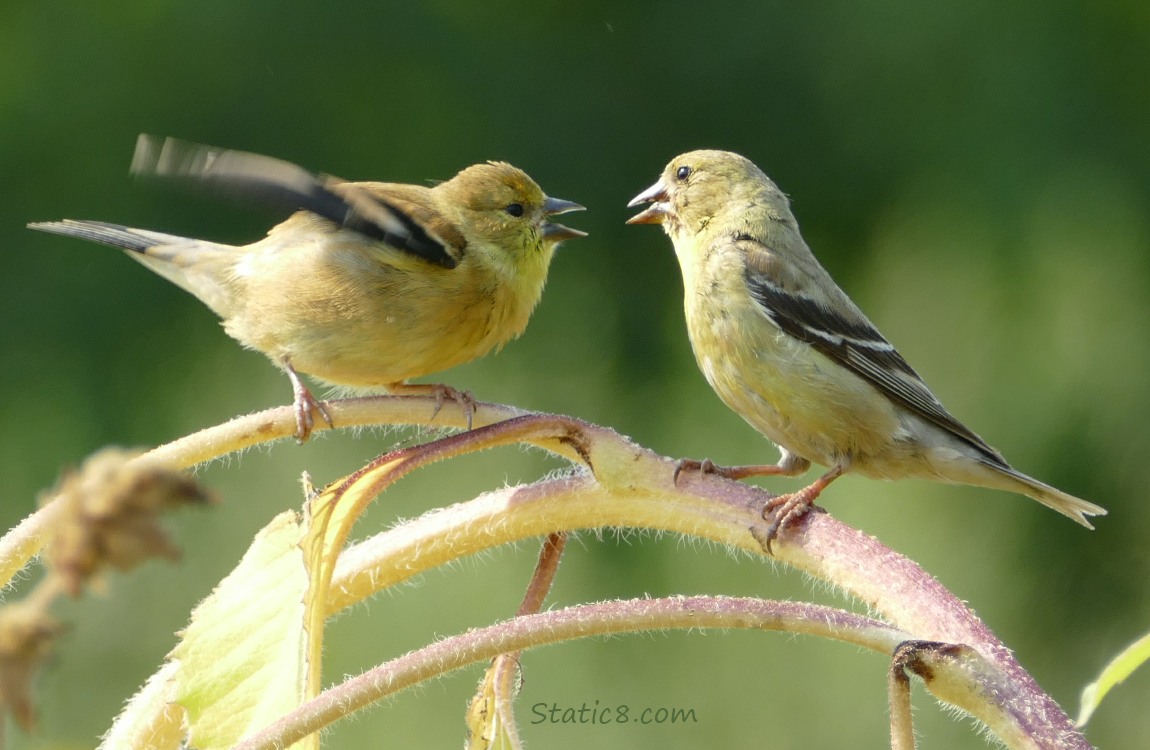 Goldfinch fledgling with a parent