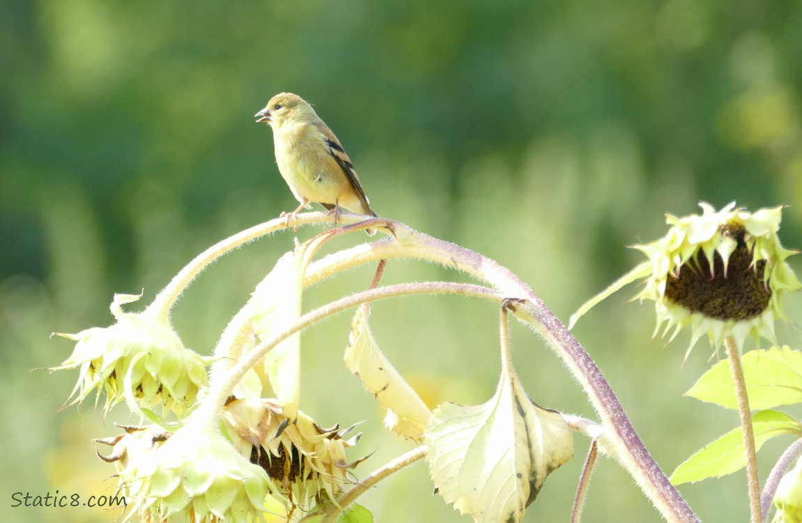 Goldfinch standing on a drooping stem of sunfower