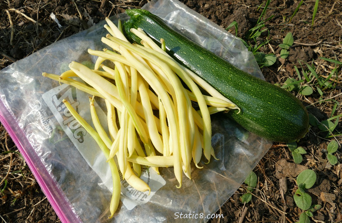 Harvested veggies laying on the ground