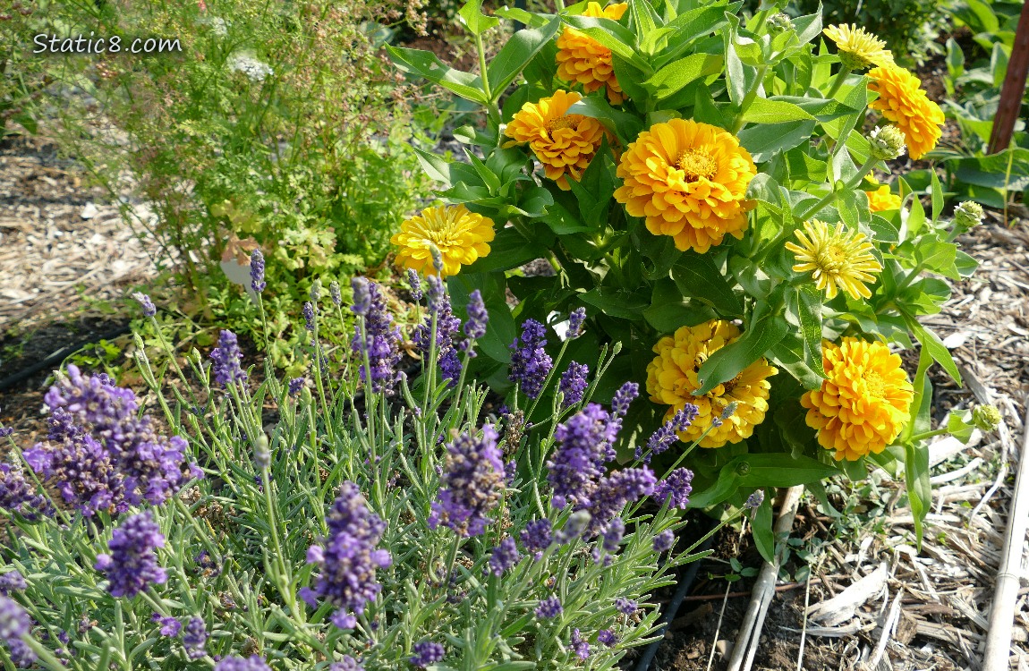 Lavender and yellow Zinnia blooms