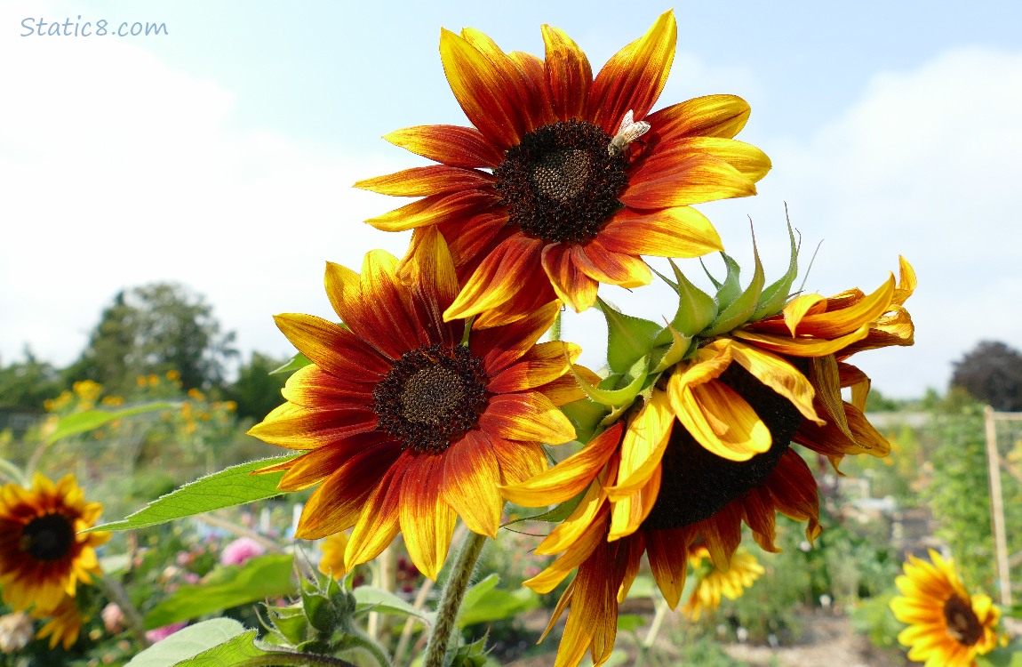 Sunflower blooms with a Honey Bee