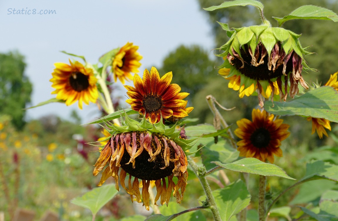 Sunflower blooms