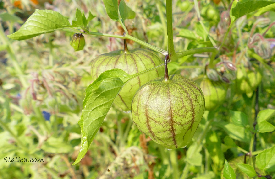 Tomatillo husks growing on the vine