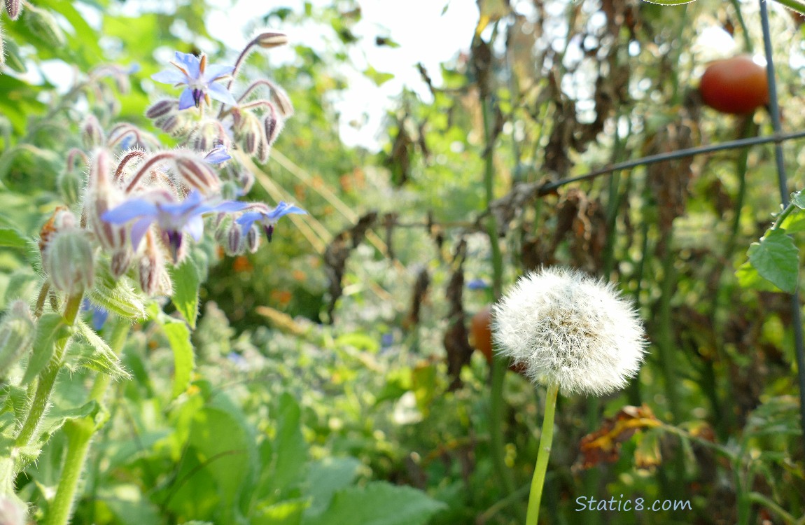 Borage and Dandelion blooms in front of the dying tomato plant