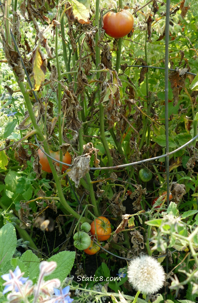 Tomatoes on a dead vine