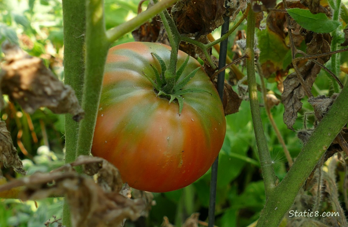 Tomato ripening on the vine