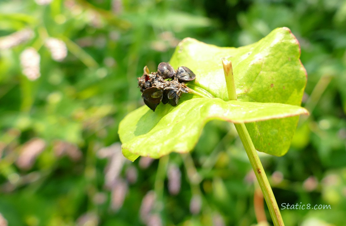 Buckwheat seeds on a plant