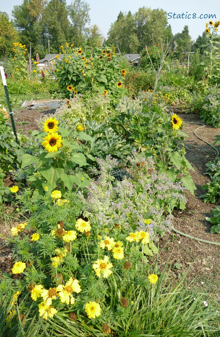 Garden plot