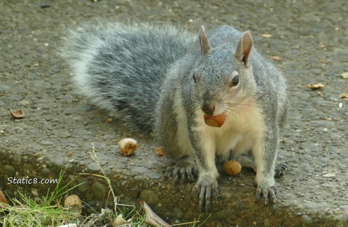 Squirrel sitting on the sidewalk with a nut in his mouth