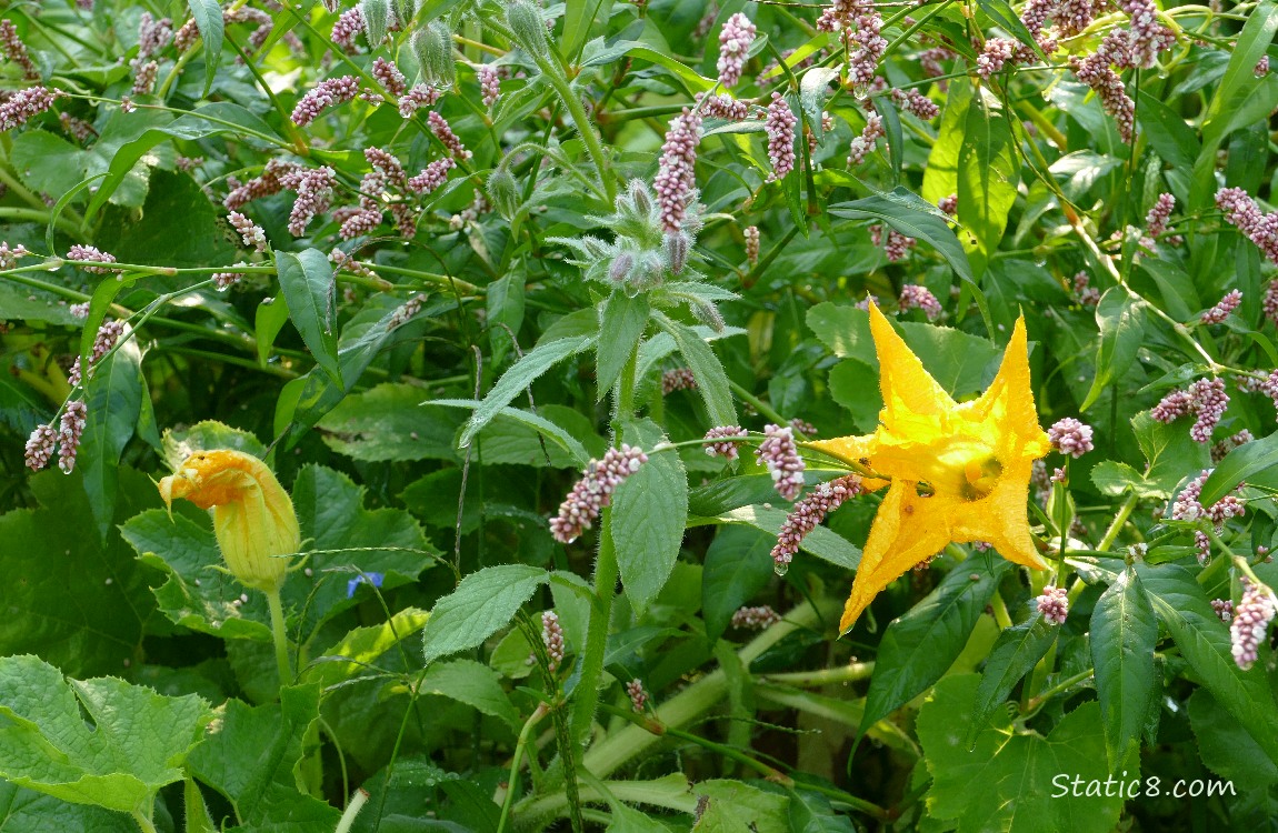 Squash blossoms and Smartweed