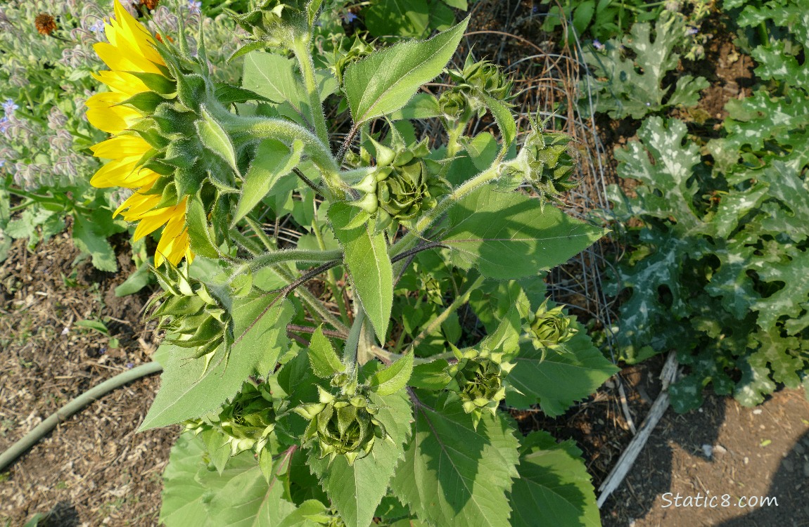 Sunflower in the garden