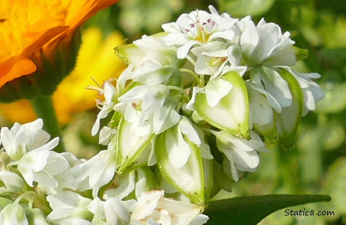 Buckwheat blooms and seeds