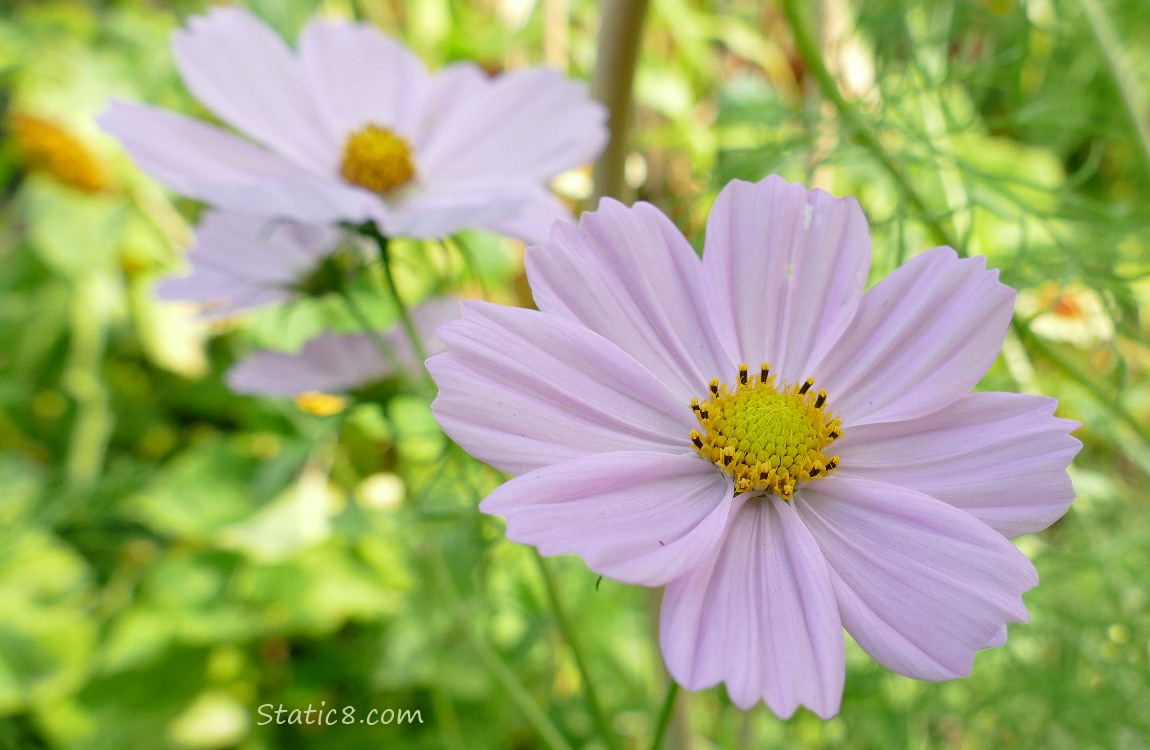 pink Cosmos blooms