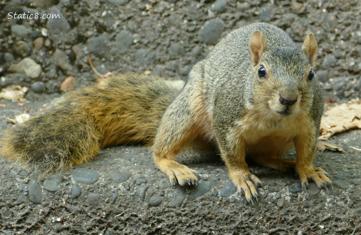 Squirrel sitting on the step